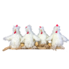 Poules - Quatre poules pondeuses